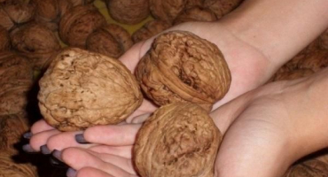 Jak pěstovat vlašské ořechy v moskevské oblasti, nejlepší odrůdy, výsadba a péče